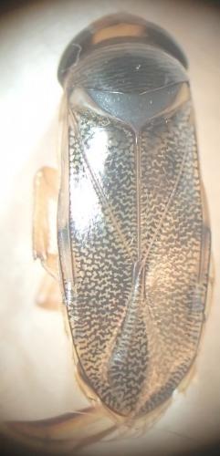 Corixa panzeri